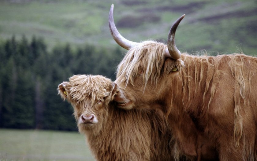 36ba2f06b5bf6d6e1b926655acfae356 Хайленд (шотландська порода корів): опис, утримання та догляд