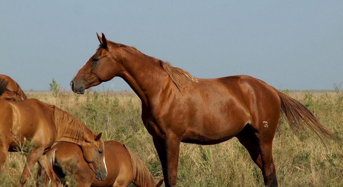 37a74351c2e644d58e9124547ddbcf01 Буденновская порода коней: характеристика, зміст і догляд, фото