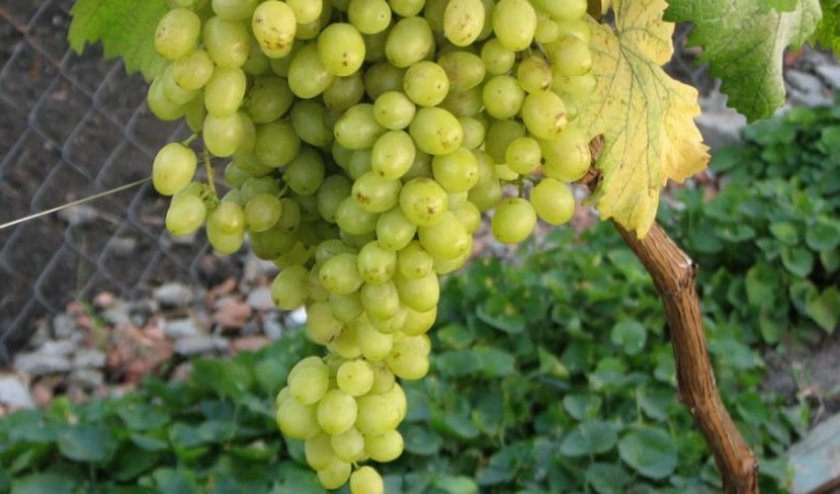 37d56ba162448039e3cd7f2b177f719b Кращі сорти винограду для Сибіру: опис і особливості вирощування, фото