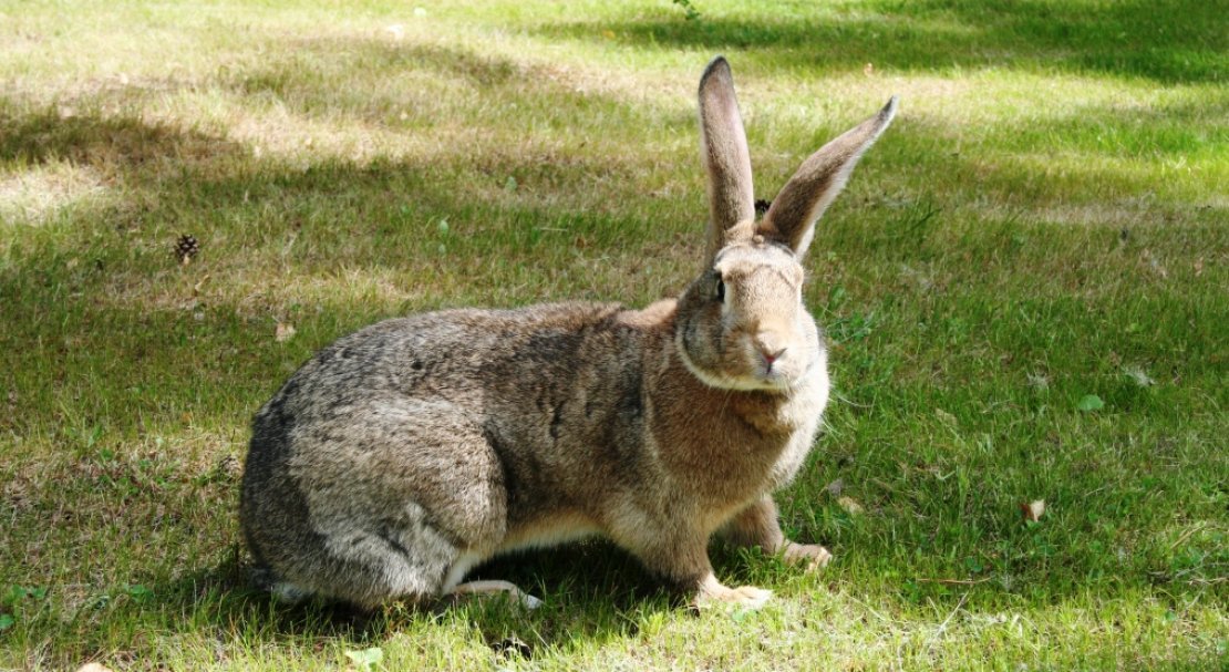 Кролик породы серый великан описание с фото
