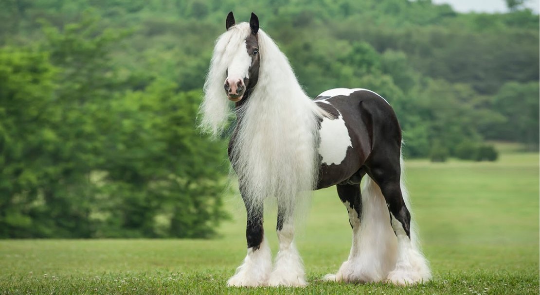 384a7145526f1949bad1435cbd909904 Циганські коні: опис і зміст породи, переваги та недоліки, особливості догляду, фото