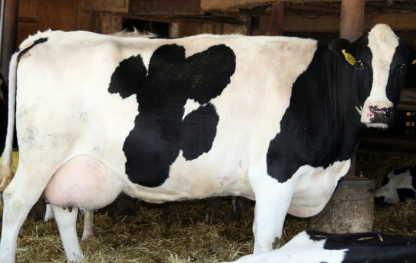 39113ddeab5660cc2c3c534cdf6ebf74 Голштинська (голштино фризька) порода корів: характеристика, фото, молочна продуктивність, раціон годування, догляд