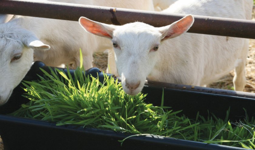 3927faa6e6b2b82d9f52a822f90614a3 Як правильно годувати козу взимку: перед і після окоту, основні правила годування, як скласти раціон