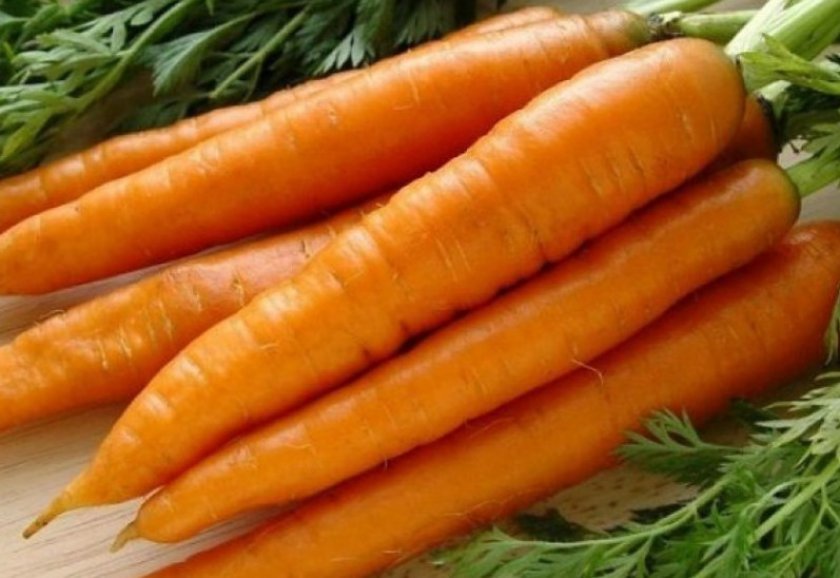 3931af586b0042c8e491e690e29ea4e9 Сорт моркви Нандрин: опис та характеристика, вирощування і догляд в домашніх умовах, фото