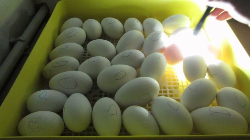 3a20ddb73f662abe3c7768c2ad1665f0 Овоскопирование яєць по днях (курячих, перепелиних, гусячих, індичих, качиних): під час інкубації, який показник не враховується, фото, відео