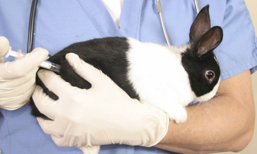 3a495d473b9ed8fd345642d70d1f543b Чому у кролика відмовили лапи (задні, передні): причини, симптоми, що робити і як лікувати