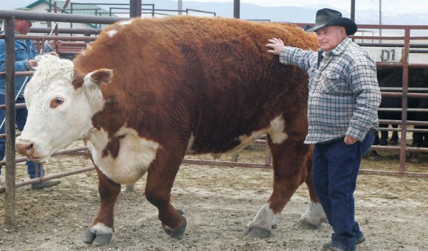 3a4e2373ad4e793d83211ef52df358e2 Скільки важить корова, бик, теля: середні показники, розрахунок ваги, рекордсмени по вазі