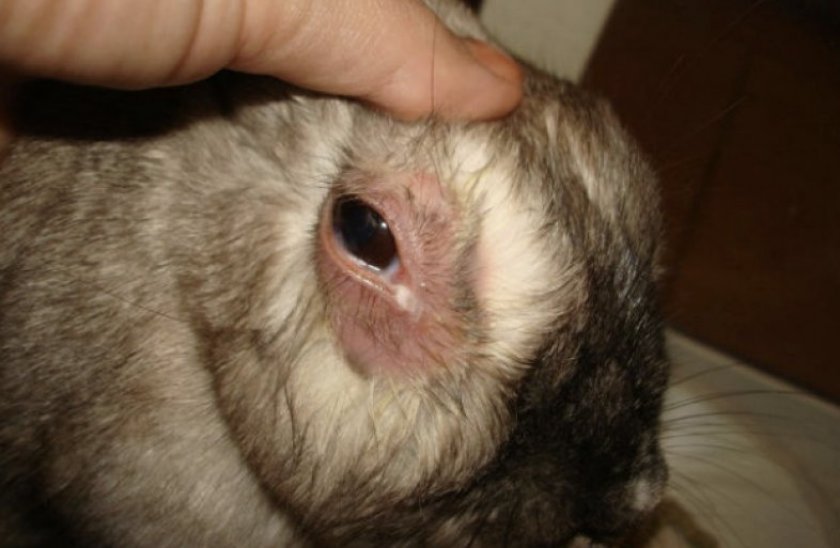 3a602f859b684e63e3044c7bf3f0cf52 Хвороби очей у кроликів: симптоми і лікування, опис та причини, фото