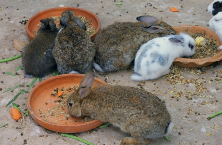 3a87b3a16445d73d84cac798036d6af7 Коли відлучати кроленят від кролиці: в якому віці, ніж годувати та доглядати за кроленят після відсадження, відео