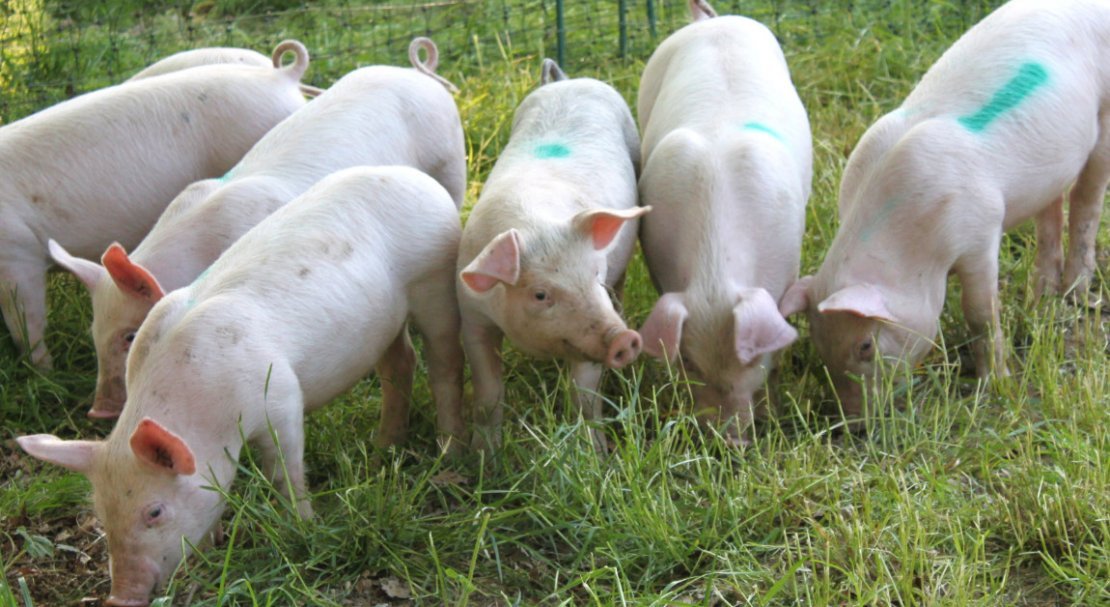 3a99e5d758648cd245a140602c0ebb29 Ландрас — порода свиней: характеристика і опис з фото, особливості розведення, годівлі та догляду, відео