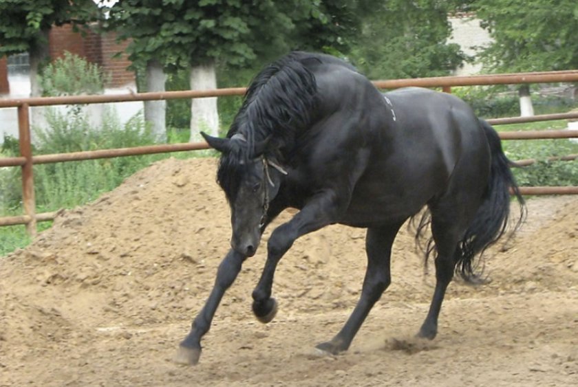 3b31b1cff8758c419e8ad059a353e449 Російська верхова порода коней: опис і характеристика, особливості утримання і догляду, фото
