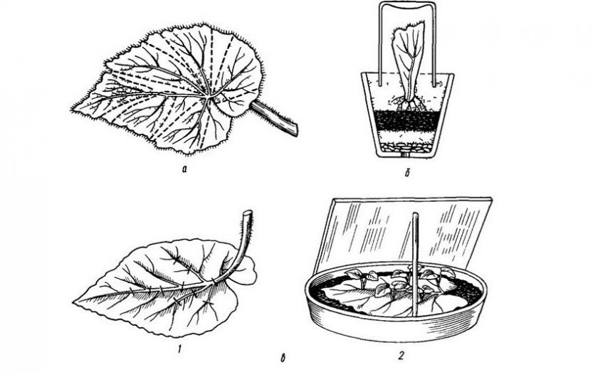 3b7d3d4b602d51cdadda936c90f53882 Бегонія імператорська: опис та фото кімнатного рослини, догляд в домашніх умовах, особливості розмноження