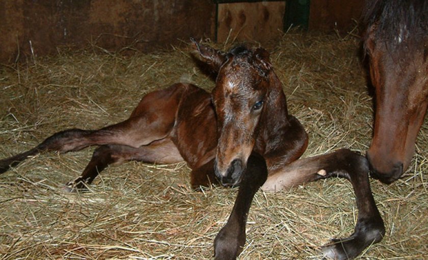 3c093862667d53dc1712524fdf350cdb Як народжують коні: скільки триває і як проходить вагітність, процес пологів, догляд за лошам після народження