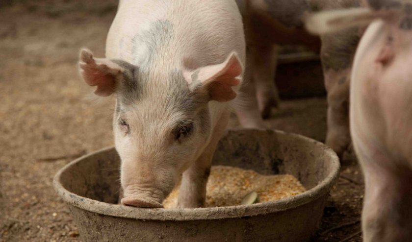 3c849a18068b70f084131e21884e1d43 Годування свиней в домашніх умовах: раціон і норми, чим можна годувати