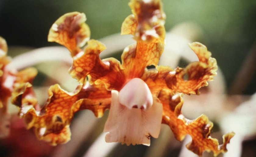 3ccb297bd929f91ca12a764506942d30 Самі красиві орхідеї: ТОП 13 кращих видів та їх опис, фото