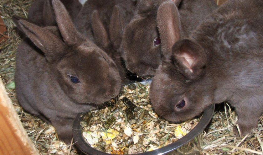 3cebe28879bc6508beee53d230827e66 Чому кролики дохнуть (великі, маленькі) взимку і влітку: причини, що робити, як лікувати хвороби