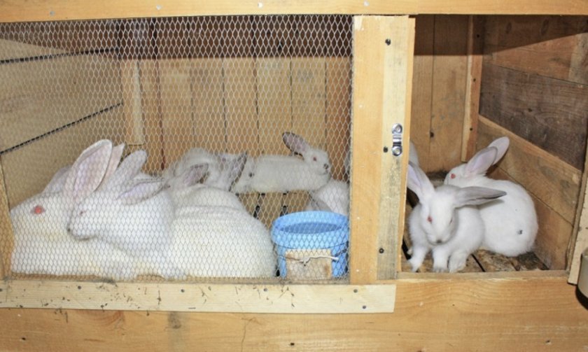 3e6b143a23dc40899e428fdbfa7c9df1 Коли відлучати кроленят від кролиці: в якому віці, ніж годувати та доглядати за кроленят після відсадження, відео