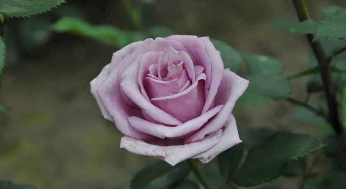 3ec9626e33f9a526abd428993814618c Роза вюнка Индиголетта: фото і опис, посадка й догляд, цвітіння