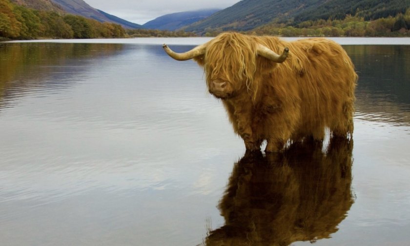 3ed445f6a21ff55675ba9b54efbc4a17 Хайленд (шотландська порода корів): опис, утримання та догляд