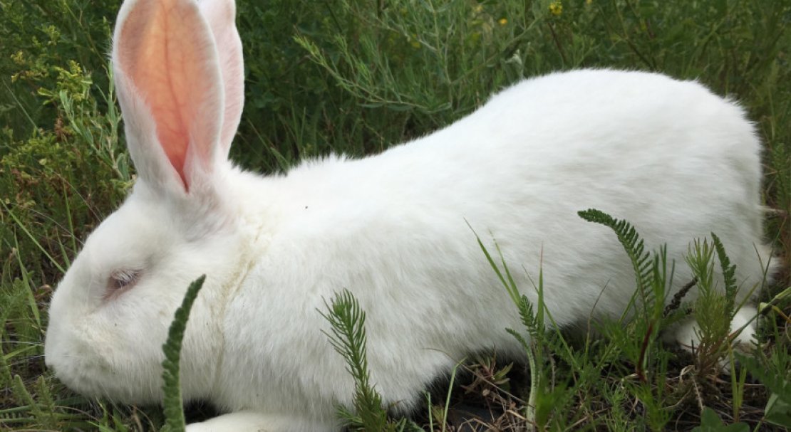 3eeb8d9f0d278511833f43300001de1c Кролик білий паннон: характеристика і опис породи, фото, особливості змісту