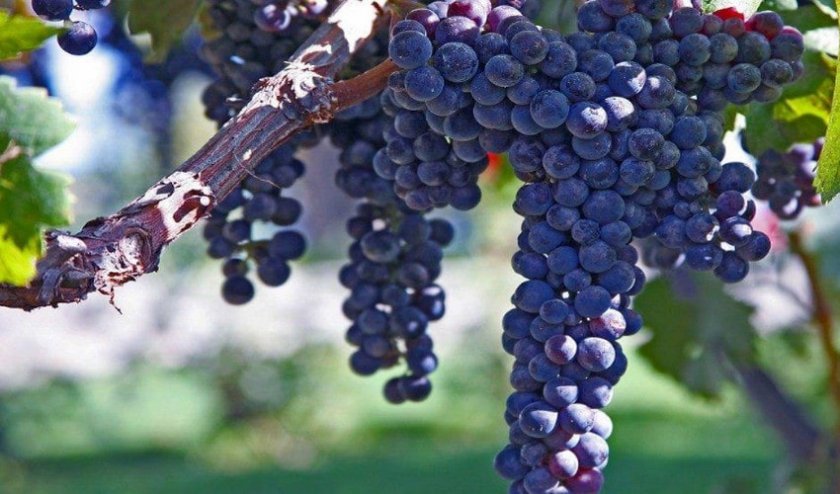 3f8a1e73b6f1a417df655d96d315a21e Кращі сорти винограду для Сибіру: опис і особливості вирощування, фото