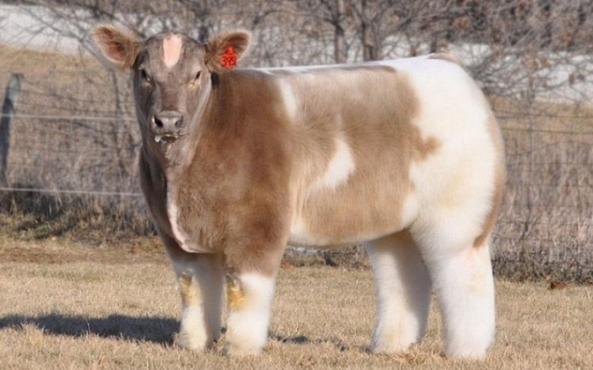 3f9c40ce35c75674c4a0062444617046 Плюшева корова з Айови: характеристика, особливості змісту, опис та фото породи