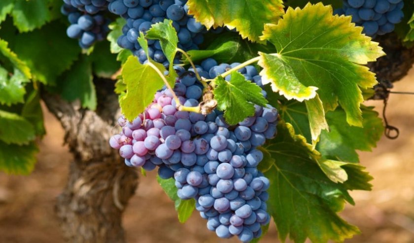 40bd26d1aa7beed9d54c713314c787d5 Кращі сорти винограду для Сибіру: опис і особливості вирощування, фото