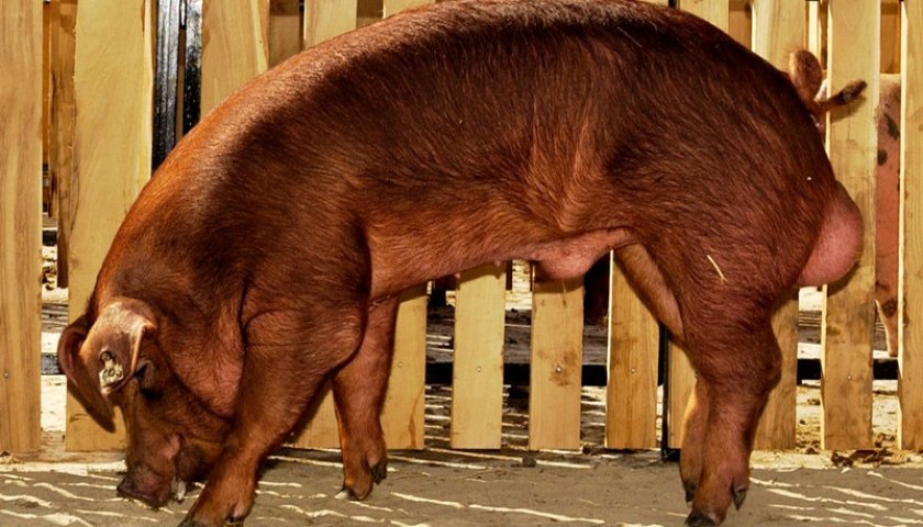 40ed5395252b3a7420e82b30c090fe62 Порода свиней Дюрок: характеристика і опис, утримання та годування, фото, відео