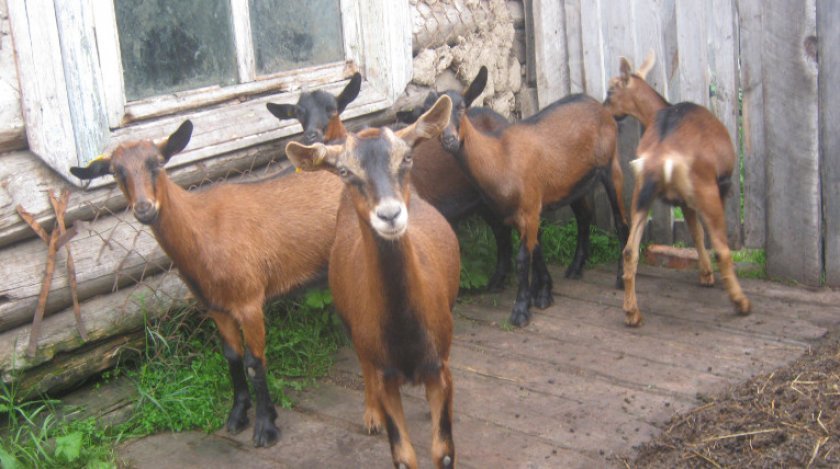 40fa4b28d37da10325fb5c3158b077a9 Альпійські кози: опис породи та особливостей догляду, фото, відгуки власників