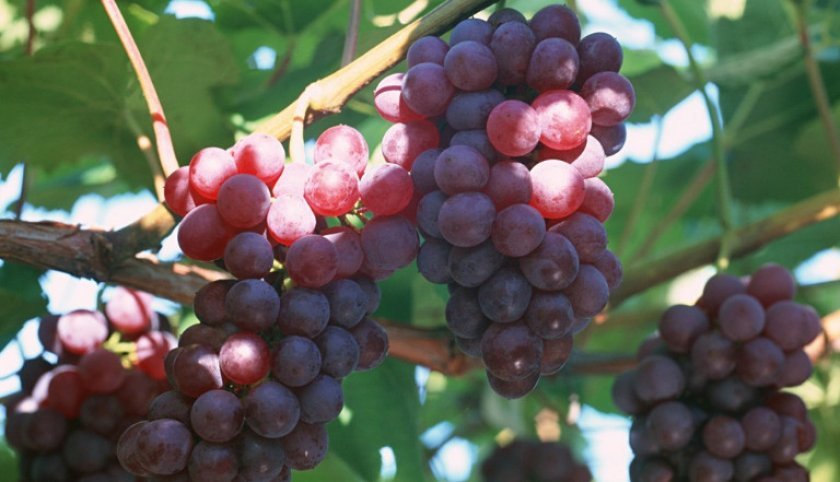 412b5bb6f97b9f309494396bc2485bca Кращі сорти винограду без кісточок: опис та особливості розмноження, фото