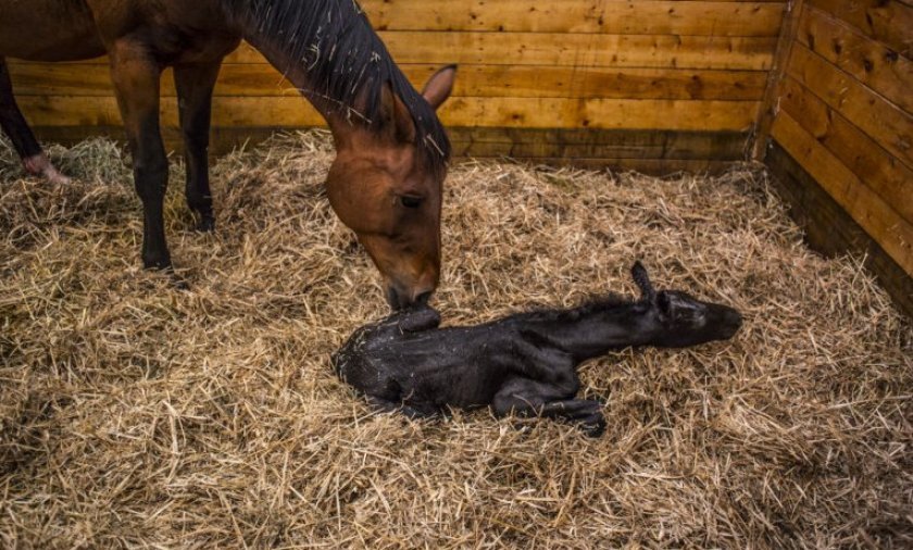 414dae3b782abd07dddaa01ad5e2eca5 Як народжують коні: скільки триває і як проходить вагітність, процес пологів, догляд за лошам після народження