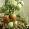 418fe756090d7a61bf65e3f6274ac583 Томат Пролісок: опис та характеристика помідора, вирощування і догляд, фото