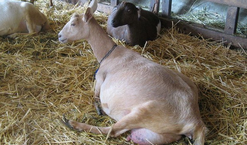41b36d704af07c0ff355bc5a6b5e418a Як правильно годувати козу взимку: перед і після окоту, основні правила годування, як скласти раціон