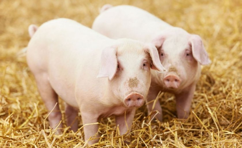 423650af539d9a037aac2cfdf3c3d77c Ландрас — порода свиней: характеристика і опис з фото, особливості розведення, годівлі та догляду, відео