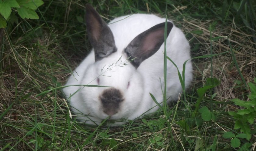 Какие породы кроликов можно скрестить. Белый Паннон кролик. Белый Паннон вес. Кролики калифорнийцы 2 месяца. Крольчата калифорнийской породы.