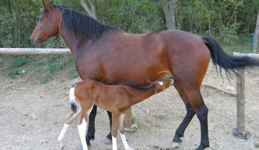431fcf23b06289a60fda3b56a4f45ff0 Як народжують коні: скільки триває і як проходить вагітність, процес пологів, догляд за лошам після народження