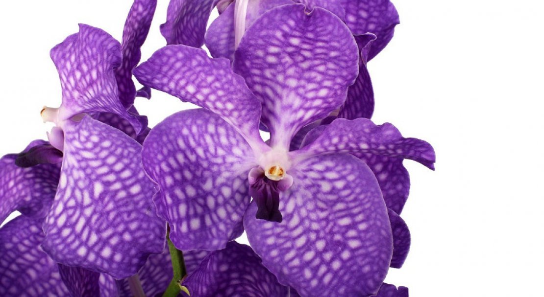 43c45cd63fcda8684abefd335ac0c0be Самі красиві орхідеї: ТОП 13 кращих видів та їх опис, фото