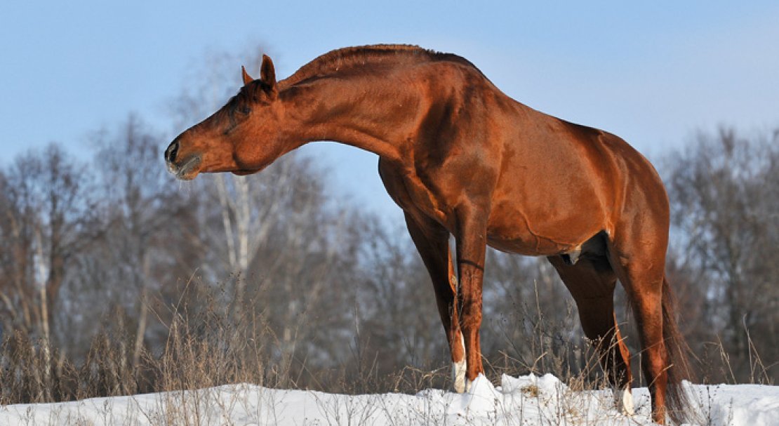43fbaa2f9906a59edc7970db46dfbc65 Буденновская порода коней: характеристика, зміст і догляд, фото