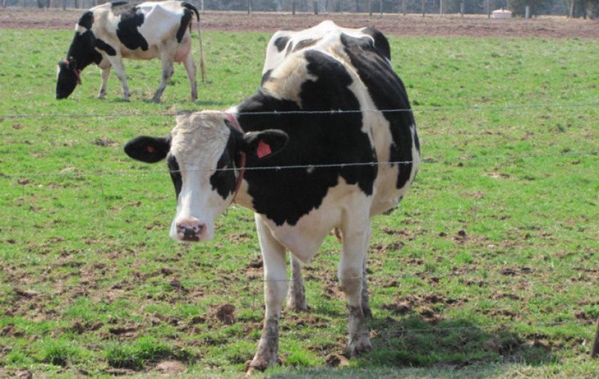 444f110215504317c97adacf9ddbff40 Голштинська (голштино фризька) порода корів: характеристика, фото, молочна продуктивність, раціон годування, догляд