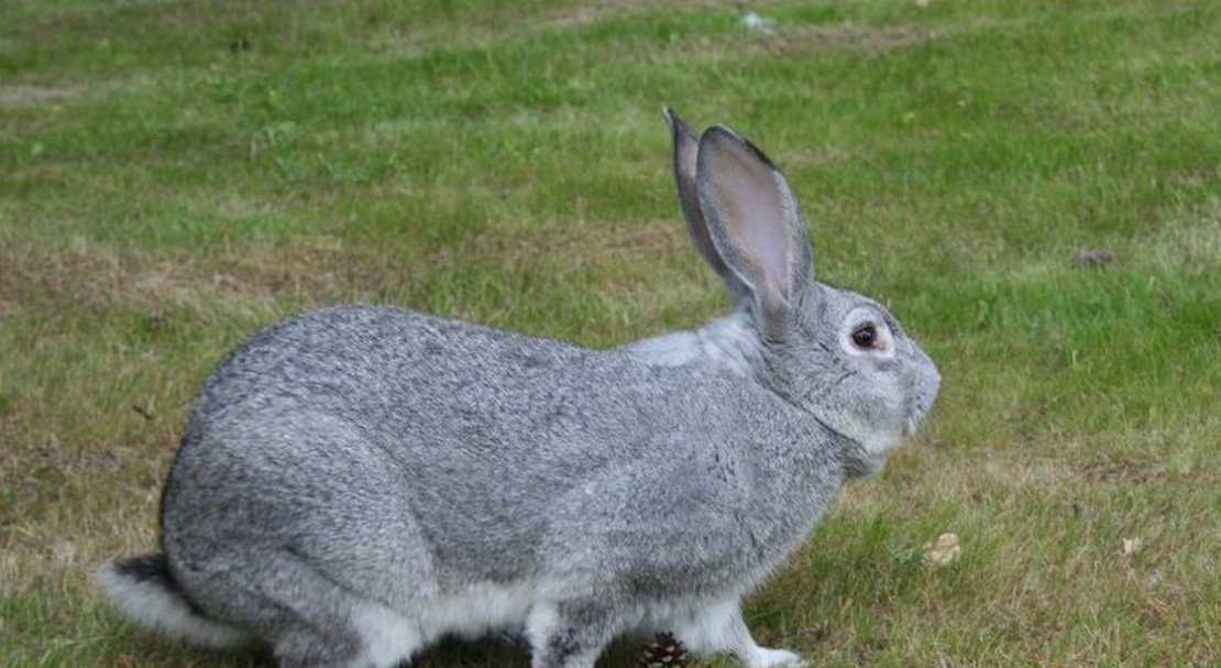 444f7eca38f3b9bbf19c7b7c340a1b60 Шиншиловий кролик: опис породи і фото, особливості розведення та утримання