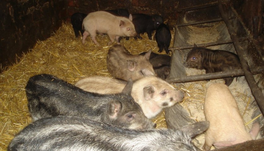 449adf7b56c14560b5758dc82e23fb82 Порода свиней свині беконні: опис та характеристика з фото, зміст, догляд, годування до забою, відео
