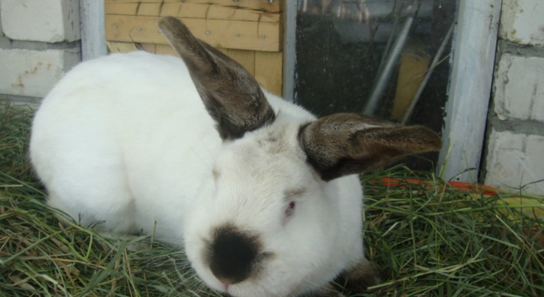 44cef157f861a1701e4d737431c48c49 Каліфорнійські кролі: опис та характеристика породи, вага, розміри, чим годувати, розведення та утримання в домашніх умовах, фото, відео