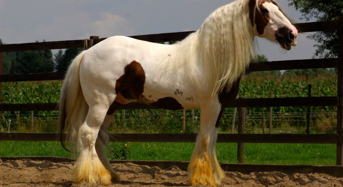 44d031c8b09cf9137b4062db11925e46 Циганські коні: опис і зміст породи, переваги та недоліки, особливості догляду, фото