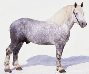 44f922d24b4942840abdf374a76d6c11 Першероны коні: опис та характеристика породи, розміри і вага, особливості змісту, фото, відео