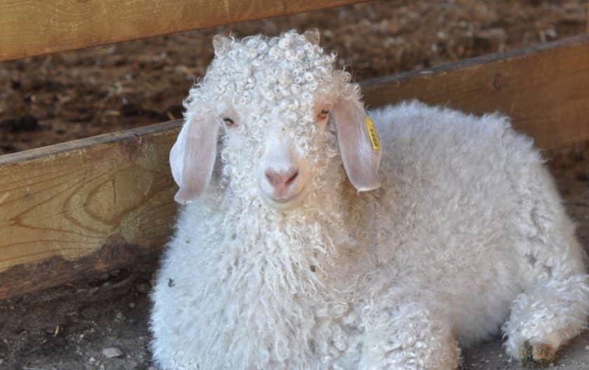 45489030efc40e6c5ece392564113f40 Ангорська коза: опис та характеристика кіз, відмінності від інших видів, особливості утримання і догляду, як отримати шерсть, фото