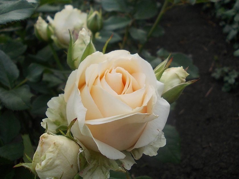 4548d79e55ed841f8a31935a849cfb18 Троянда «Аваланж»: фото і опис, вирощування і догляд