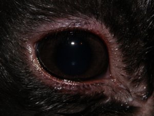 456c93b63fe0bfc2616d6da16ae47965 Хвороби очей у кроликів: симптоми і лікування, опис та причини, фото