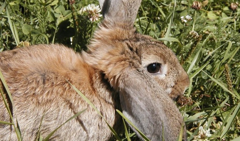 4638374555a53491a0fa4e5fe6b7d697 Чи можна давати траву лободу кроликам: корисні властивості та можливу шкоду рослини