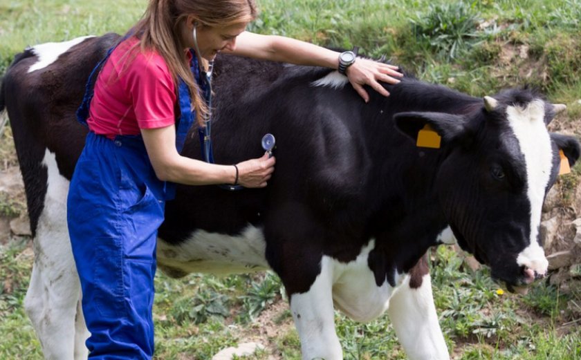 46630d59d5a48a1cc461b5e86aa0a403 Нодулярный дерматит у корів (великої рогатої худоби): ознаки і лікування, профілактика і вакцина