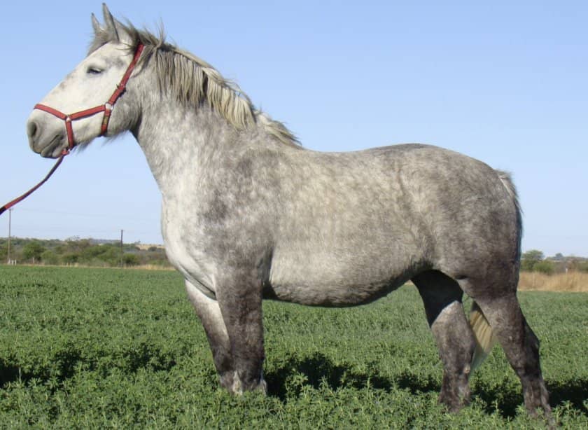 4698166acc61943910cf849b4e8cd015 Першероны коні: опис та характеристика породи, розміри і вага, особливості змісту, фото, відео